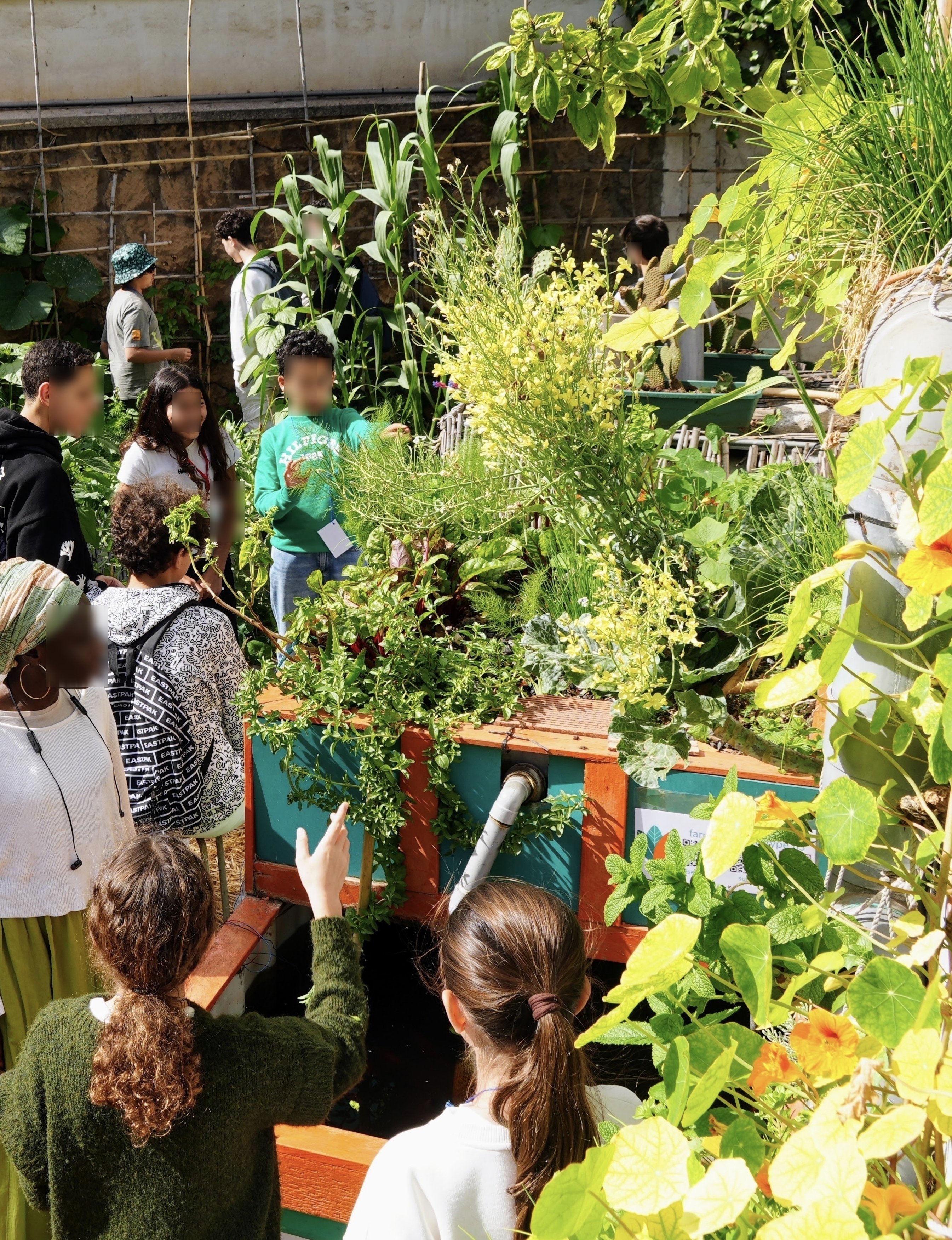 Introduction au système aquaponique