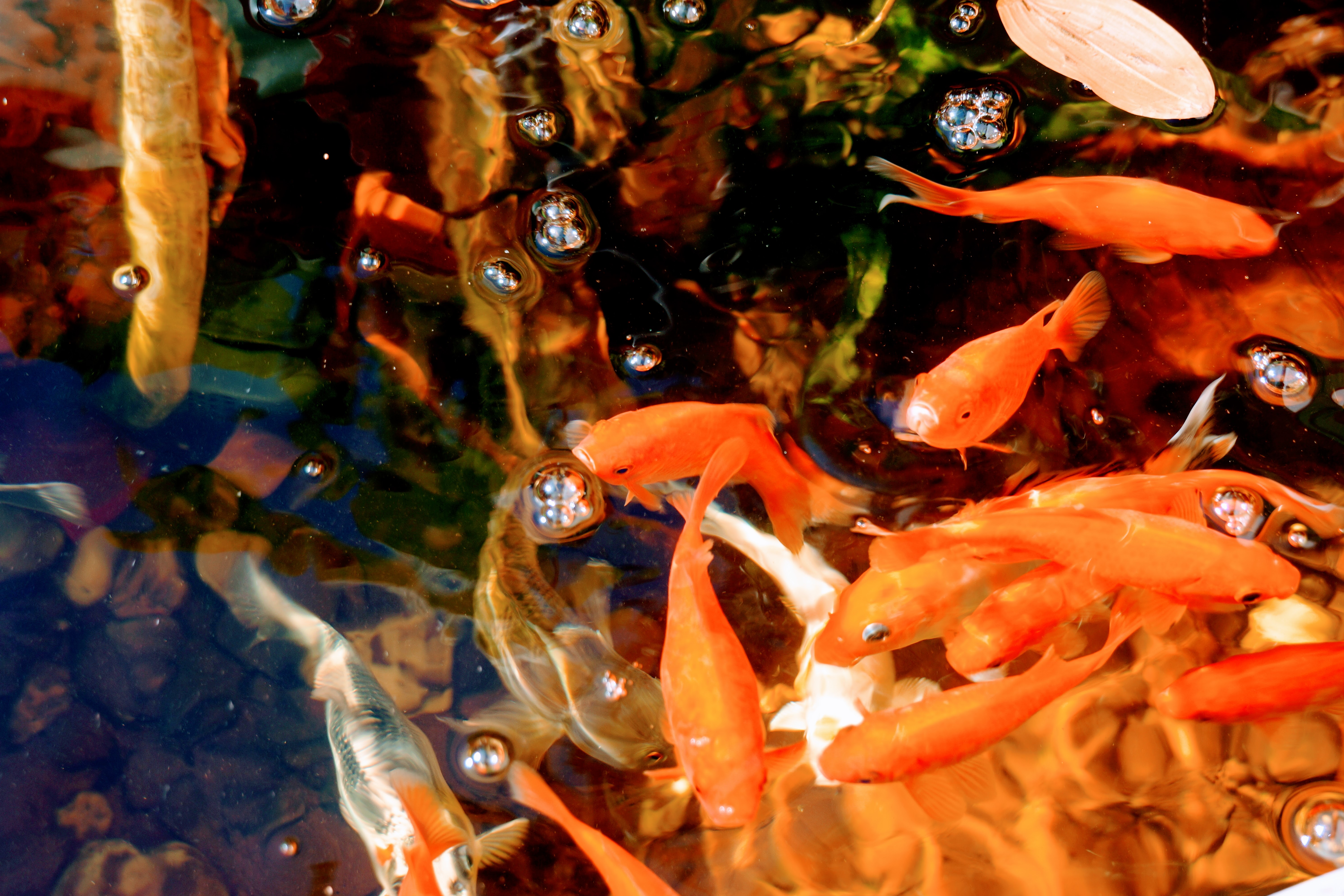 Aquarium et contexte