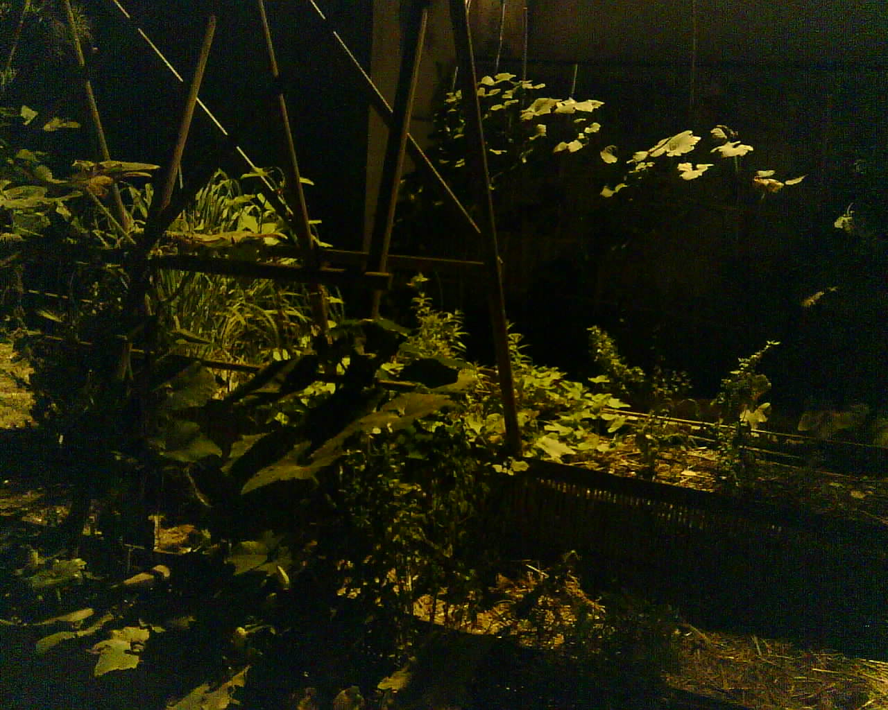 Dernière photo Photos du potager (MSP1)
