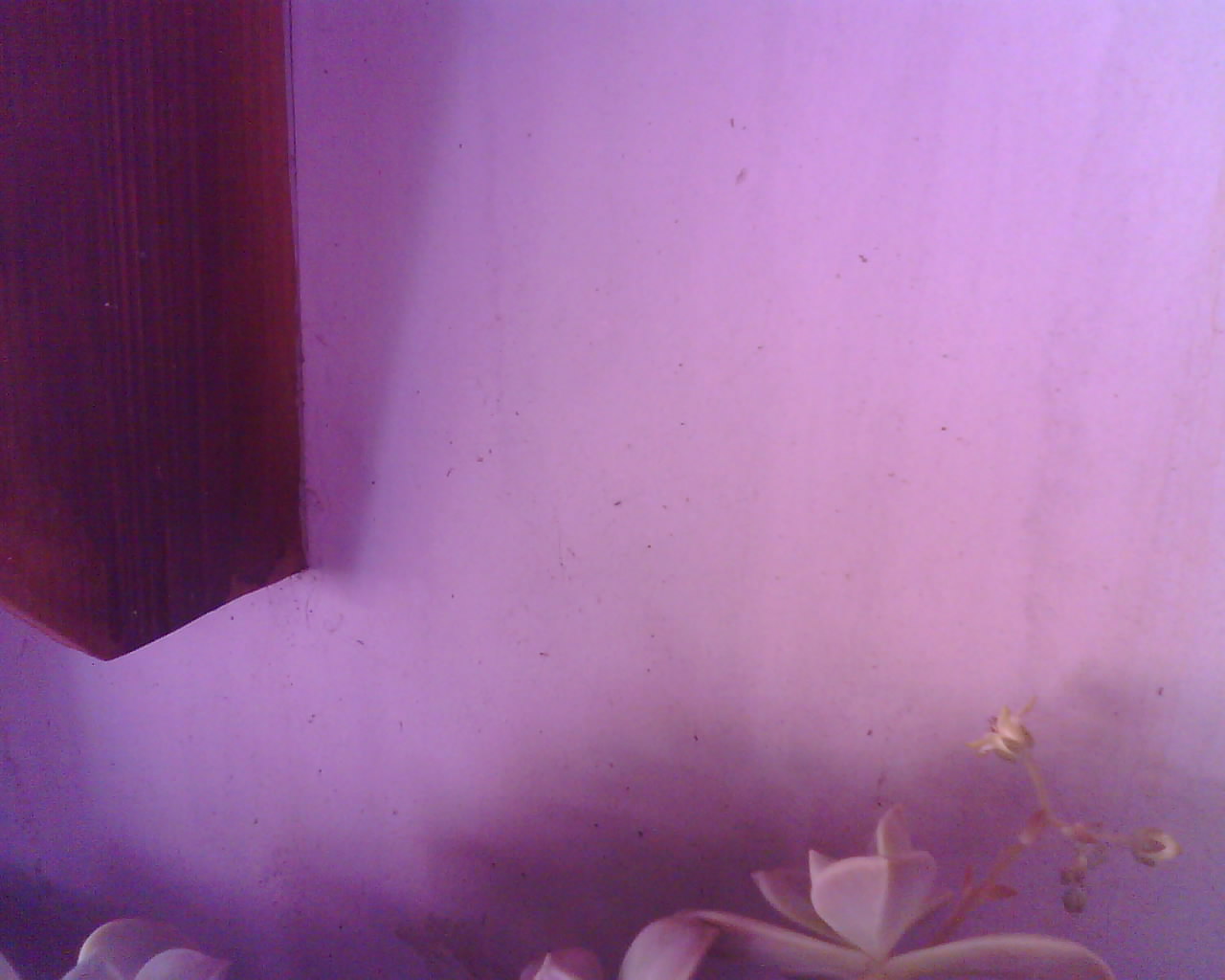 Dernière photo Photos de l'élevage (N3PP)